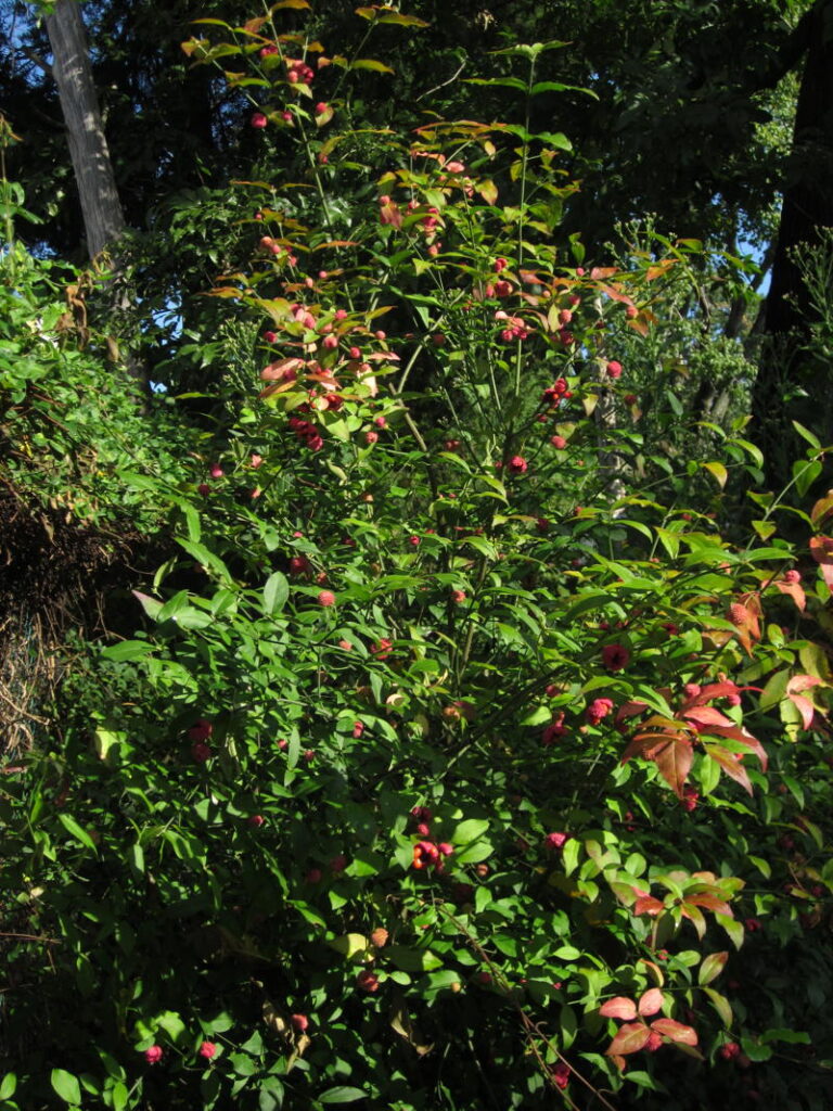 Euonymus americanus (Strawberry-bush) shrub in September.