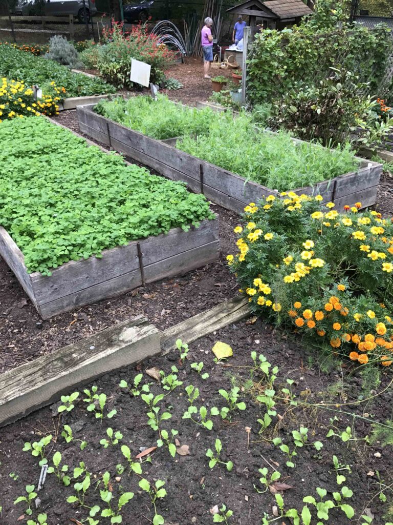 flowers planted with vegetables at the Organic Vegetable Garden