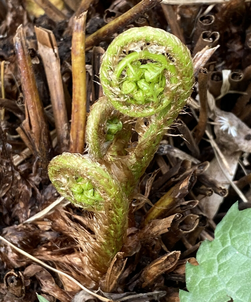 Ramenta on the fiddleheads of Dryopteris marginalis (marginal wood fern)