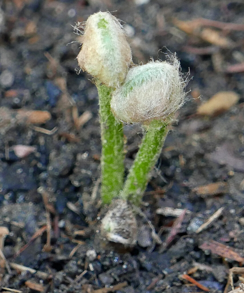 Wooly covered fiddleheads of Osmundastrum cinnamomeum