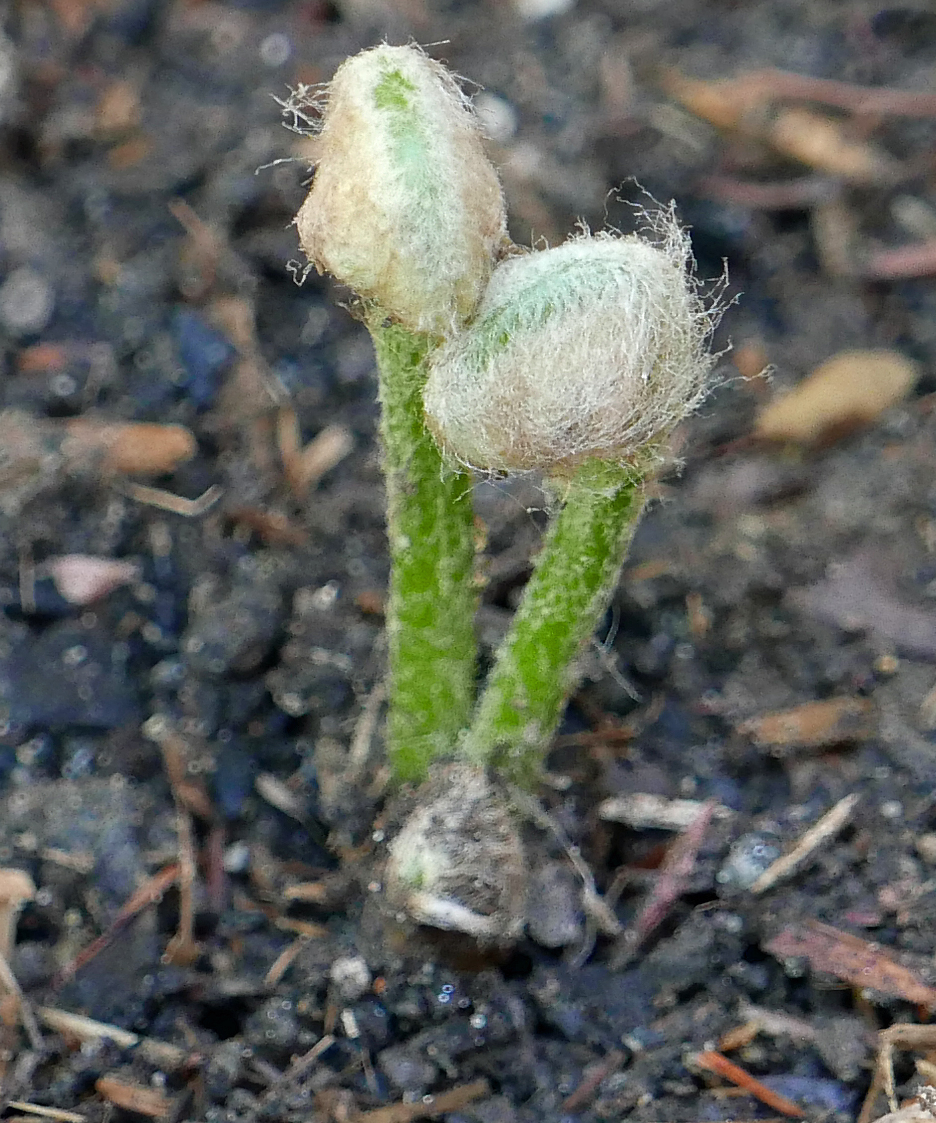 Wooly covered fiddleheads of Osmundastrum cinnamomeum