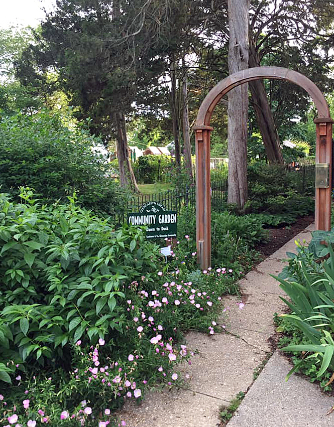 Oenothera speciosa blooms at the entrance to the main garden in June 2020.