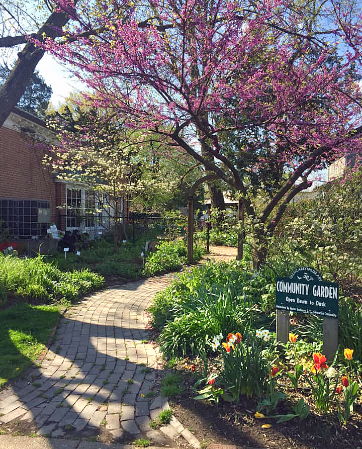 Native Plant Garden with flowering redbud and eastern dogwood