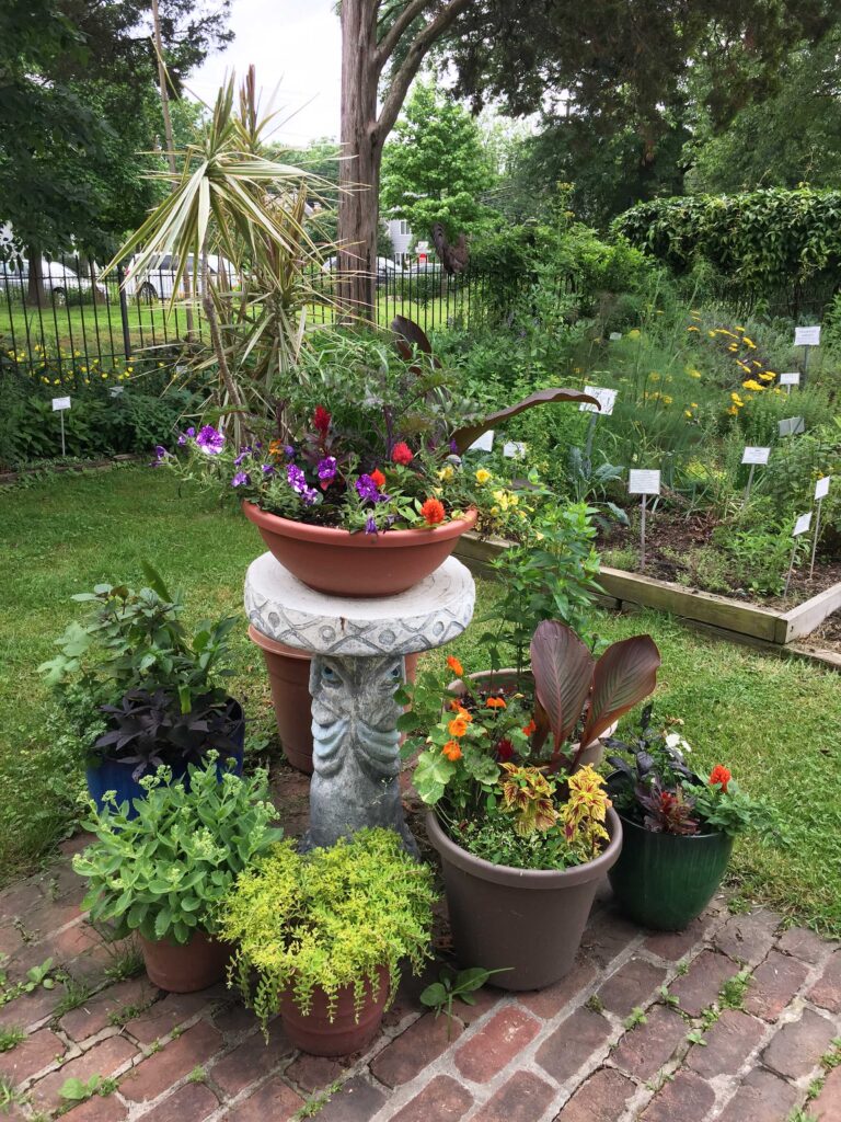 Potted plant display with the Culinary Herb Bed behind