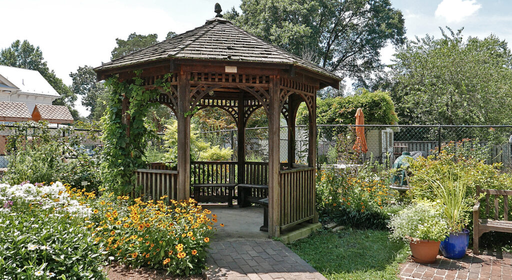 Daisies and fall phlox in the Literary Herb Bed with rubeckia in front of gazebo