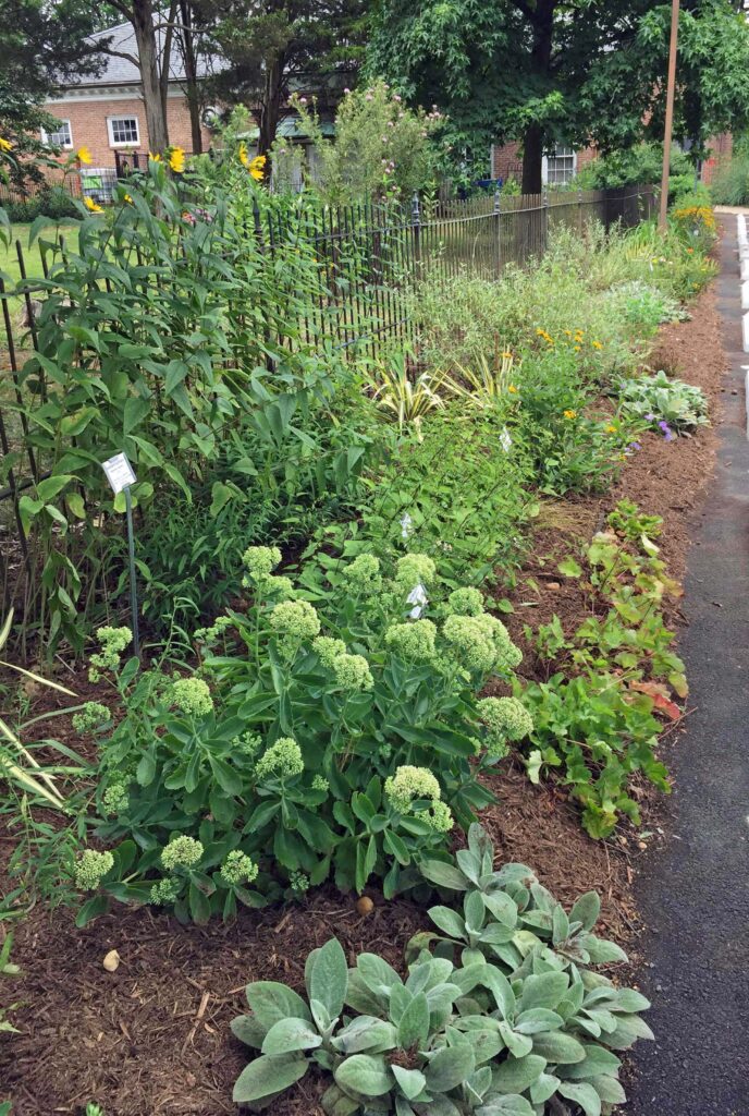 Lamb's ear, budding sedum, and flowering Helianthus divaricatus in parking lot flower bed