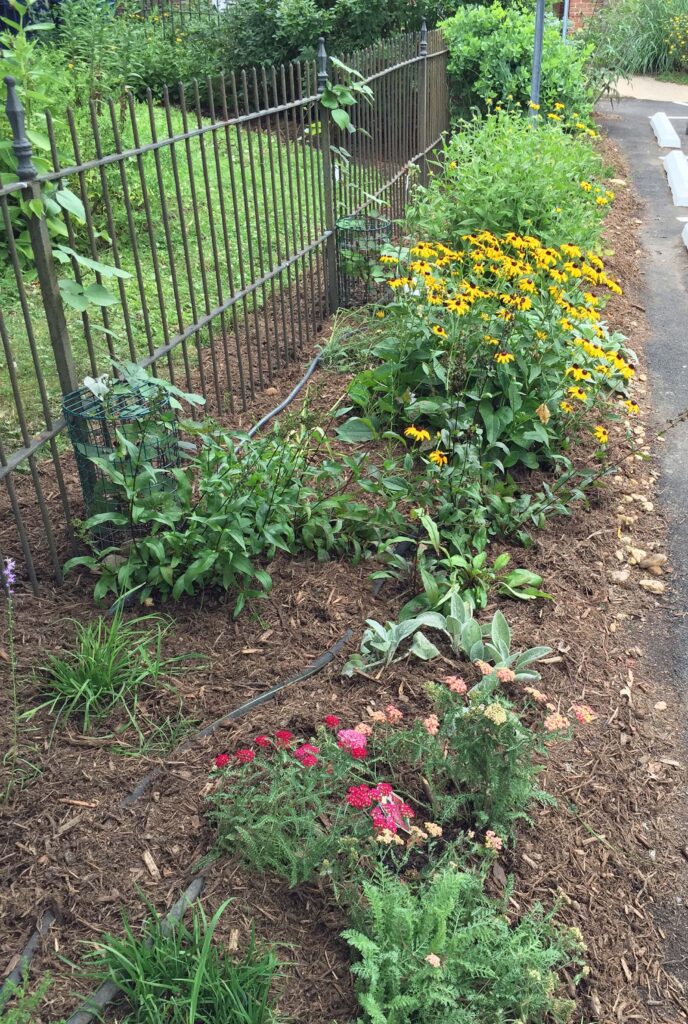 Parking lot border with blooming yarrow and rudbeckia
