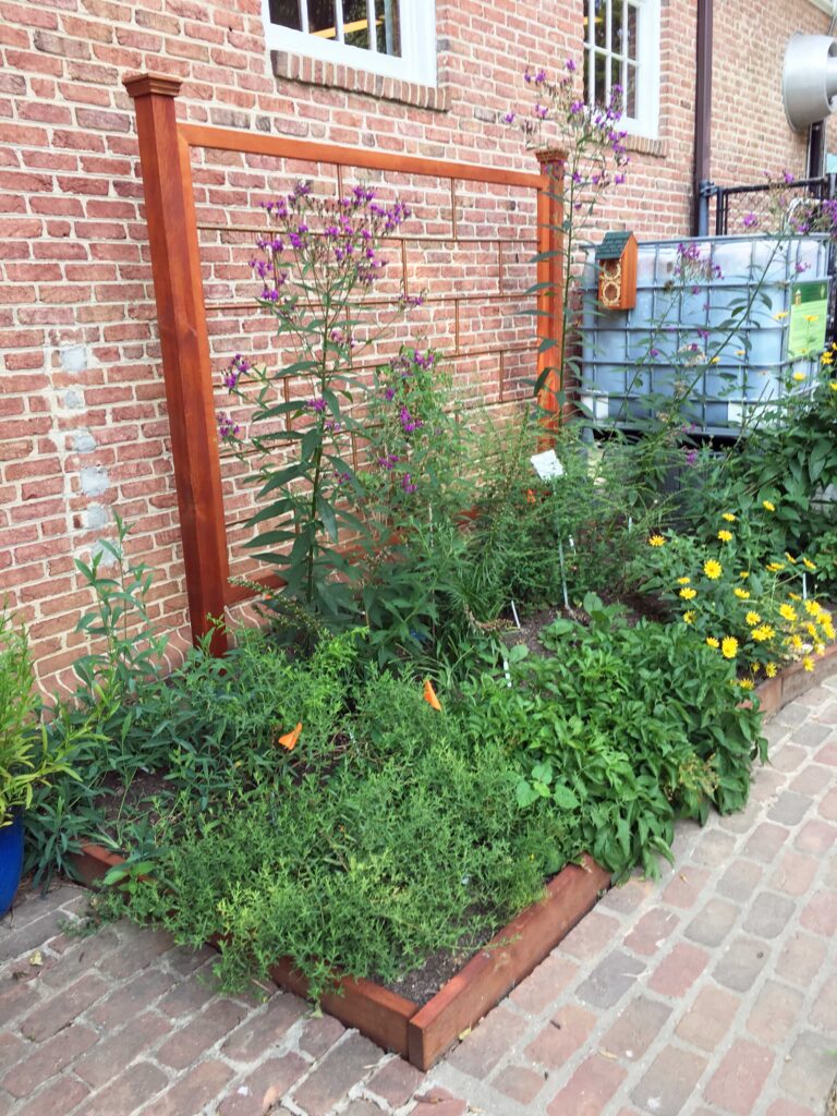 Newly planted Pollinator Garden with ironweed and oxeye sunflower