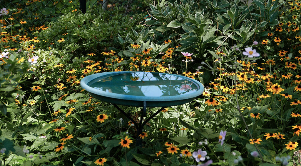 Bird bath surrounded by Native rudbeckia and Japanese anemone