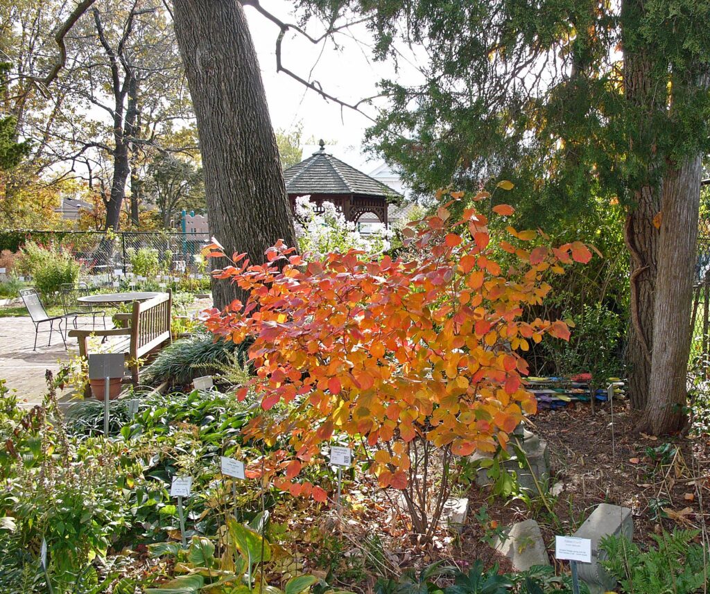 Orange and yellow fall foliage of Fothergilla gardenii