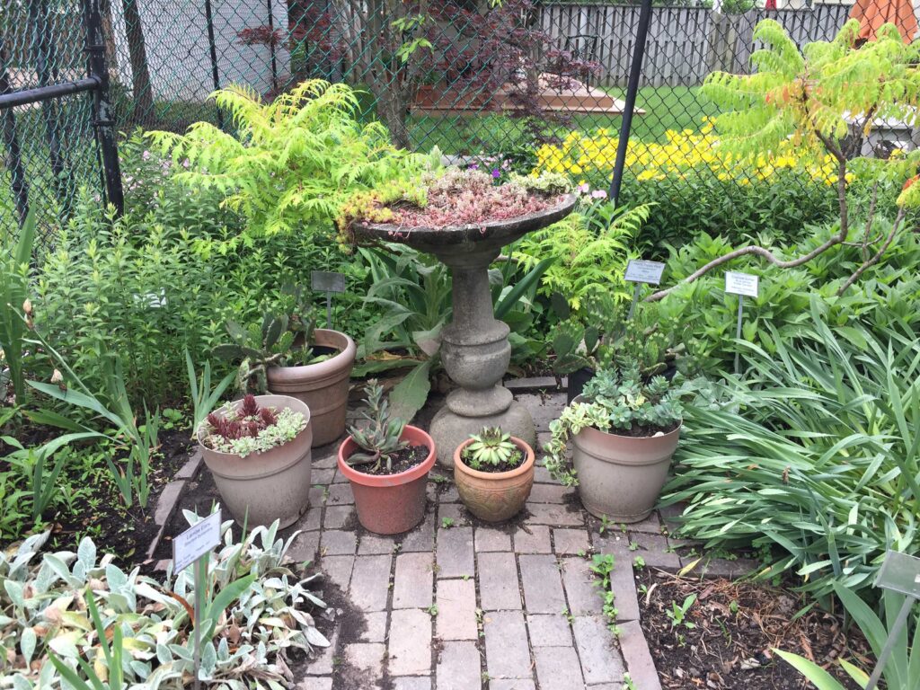 Succulents in pots in front of fence