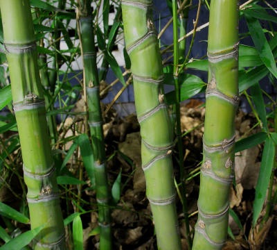 Close up of bamboo internodes.