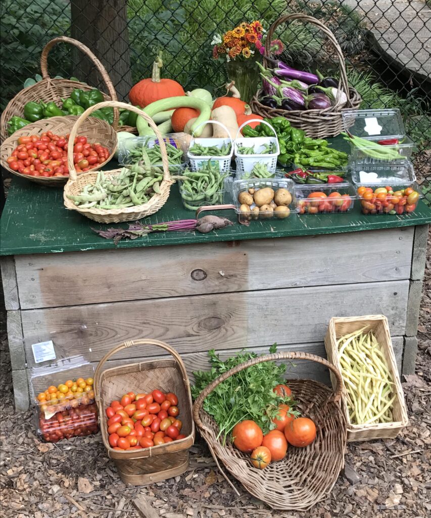 baskets of harvested vegetables