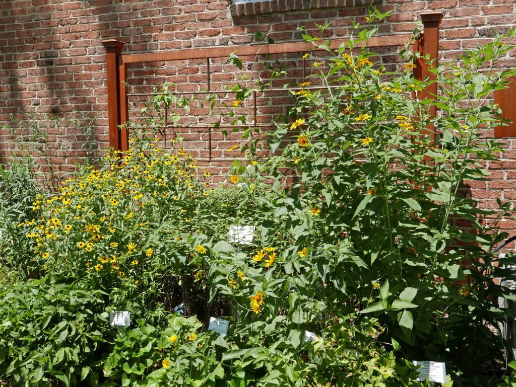 Rudbeckia and oxeye sunflower in the Pollinator Garden