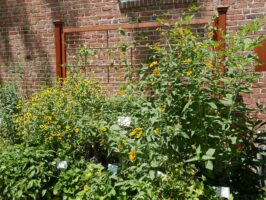 Rudbeckia and oxeye sunflower in the Pollinator Garden