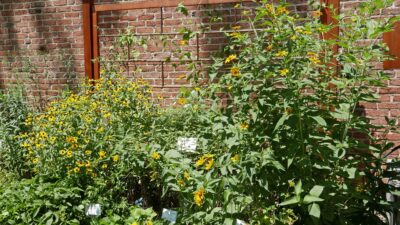 Rudbeckia and oxeye sunflower in the Pollinator Garden