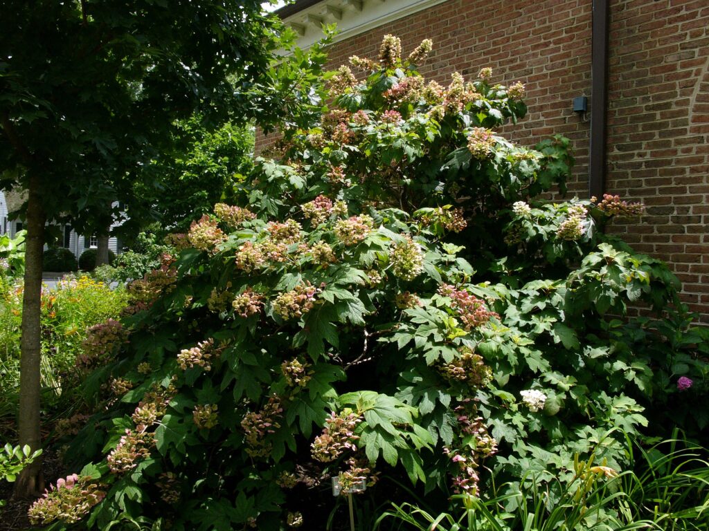 Hydrangea quercifolia blooming in July