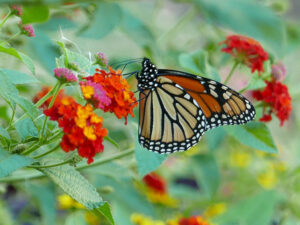 Monarch butterfly on  flowering lantana