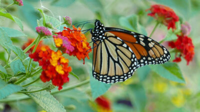 Monarch on Lantana in front of the library