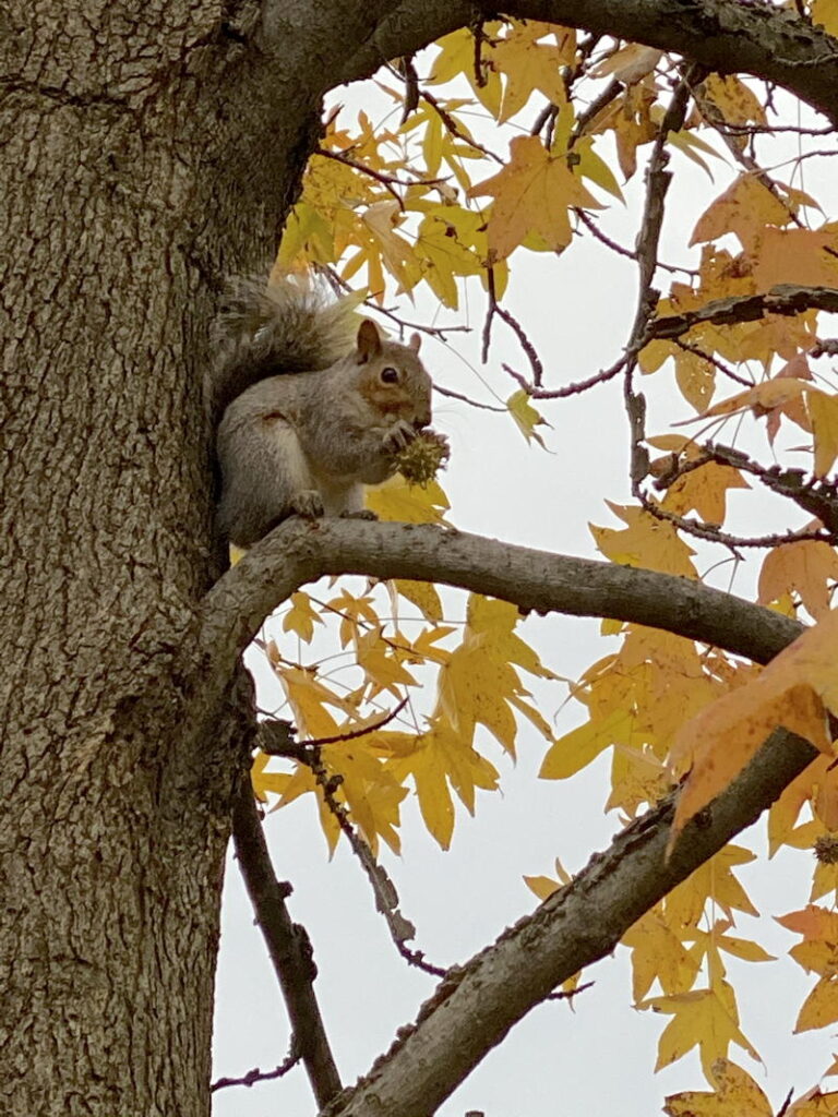 Eastern gray squirrel on Liquidambar styraciflua