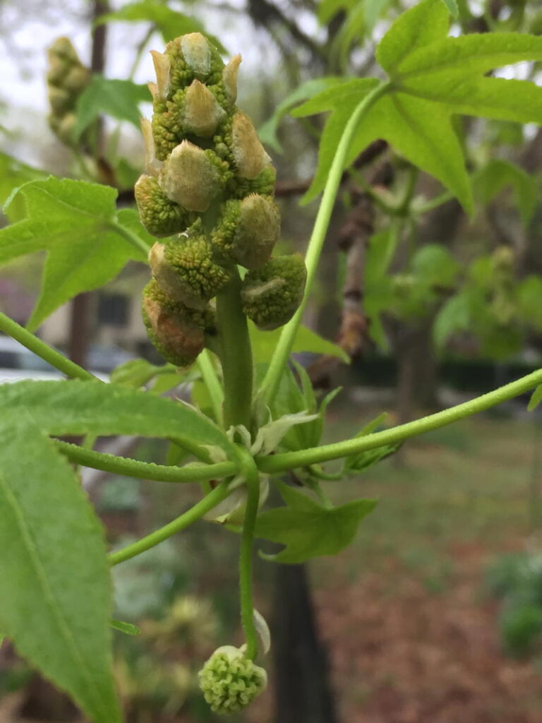 Male and female (suspended as a single, spherical mass) flowers of native Liquidambar styraciflua (sweetgum).
