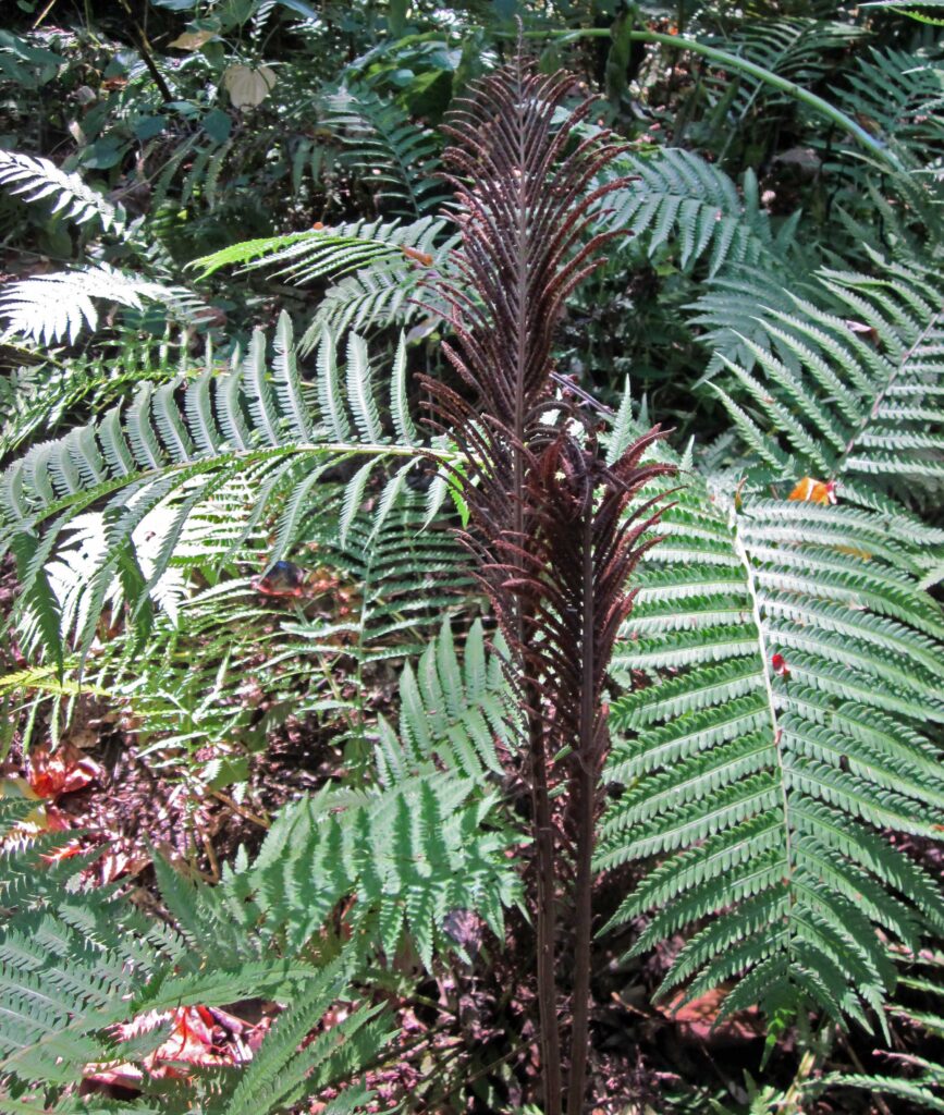 Sterile and fertile fronds of Matteuccia struthiopteris (ostrich fern)
