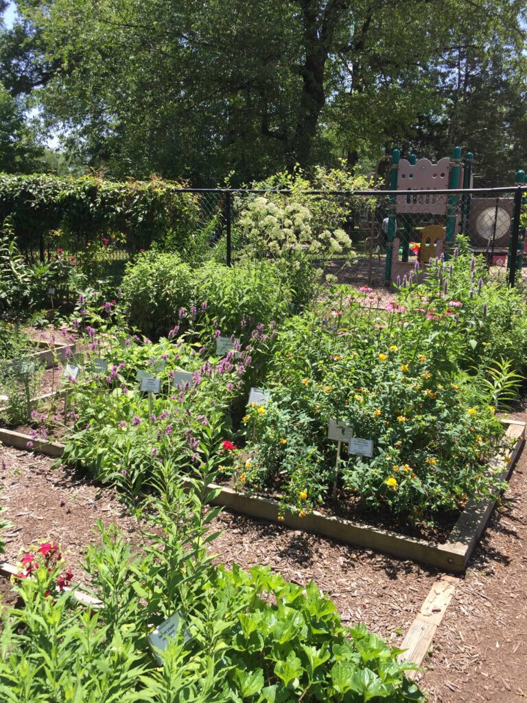 Medicinal Herb Bed