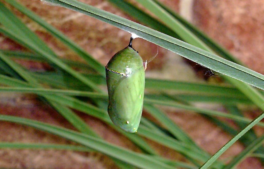 Monarch chrysalis hanging from ornamental grass