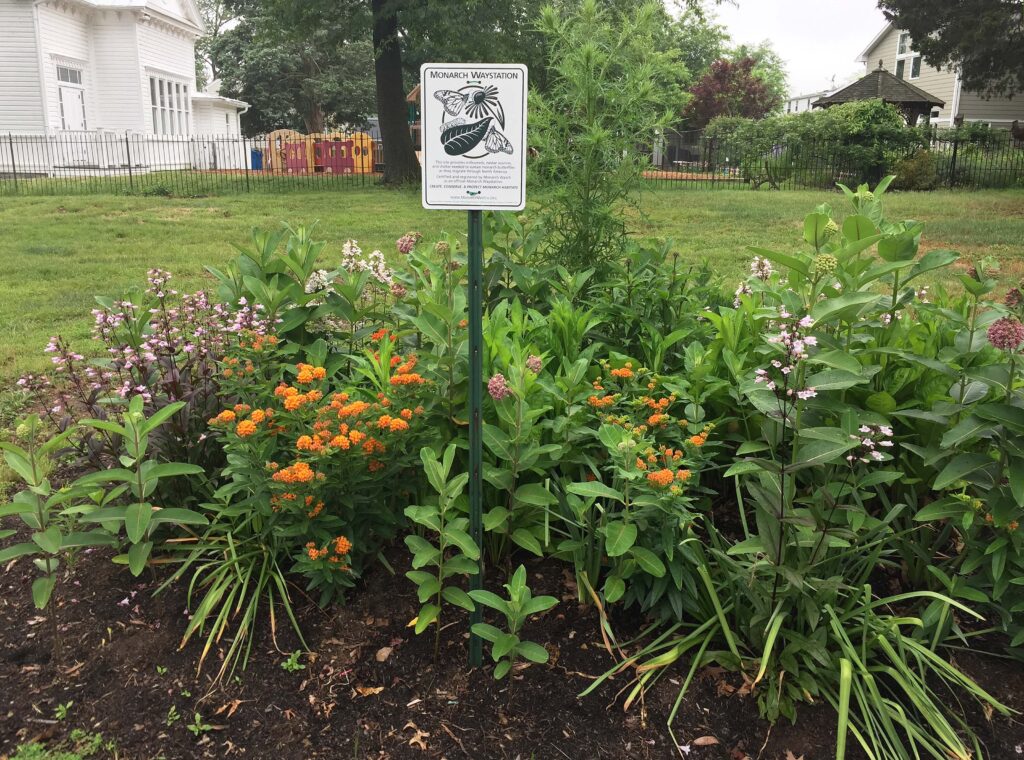 Monarch Watch waystation flowerbed