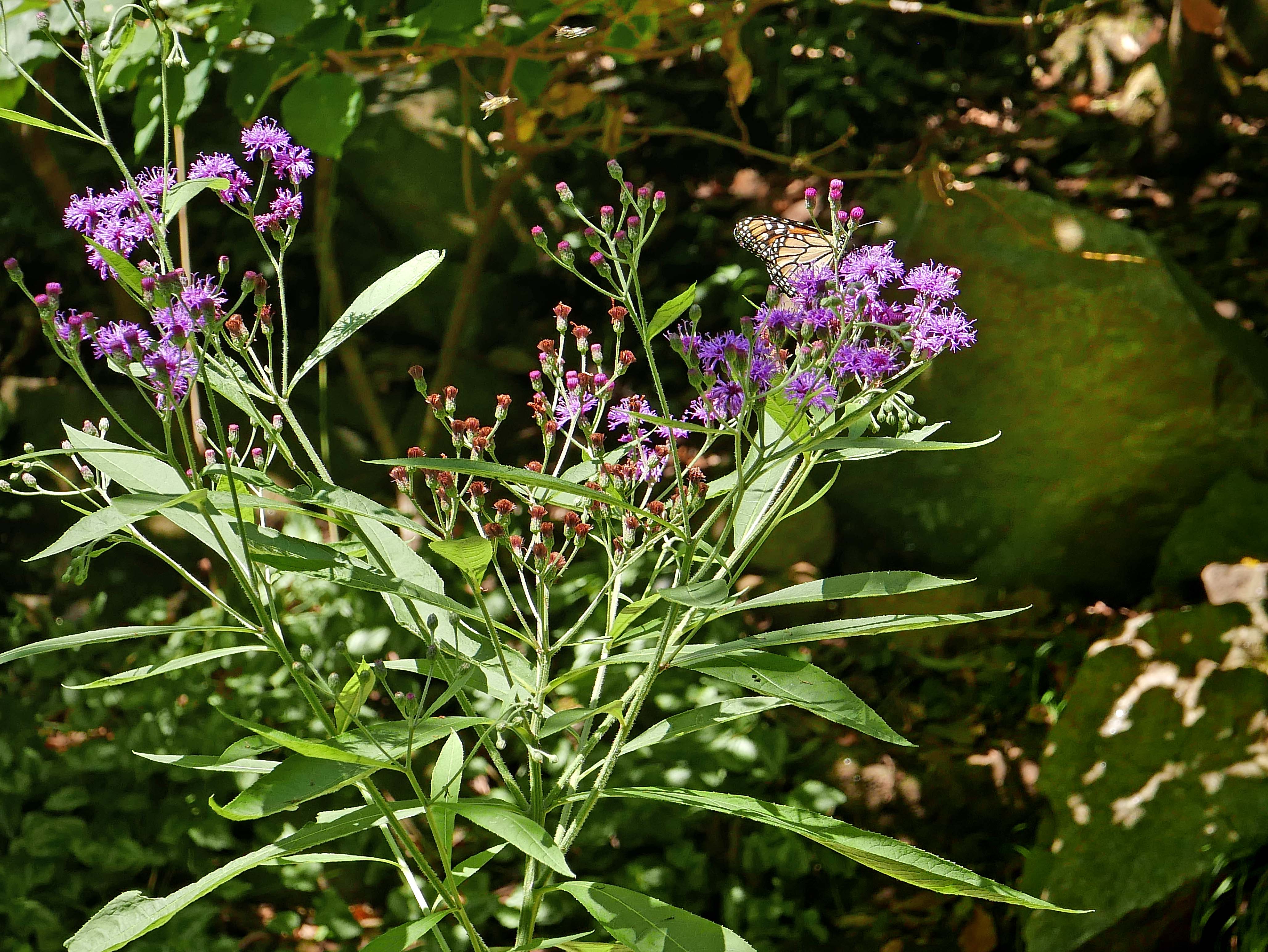 Monarch butterfly feeding on Vernoni noveboracens - New York Ironweed