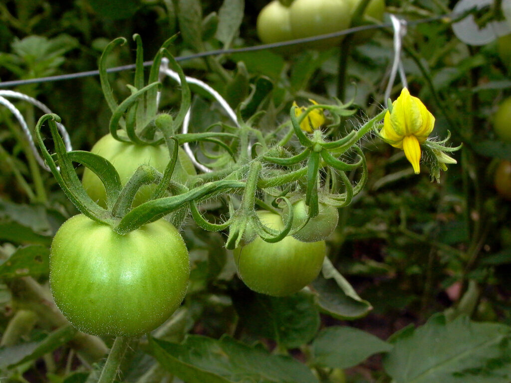 Moneymaker heirloom tomatoes
