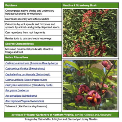 Invasive Nandina table from factsheet