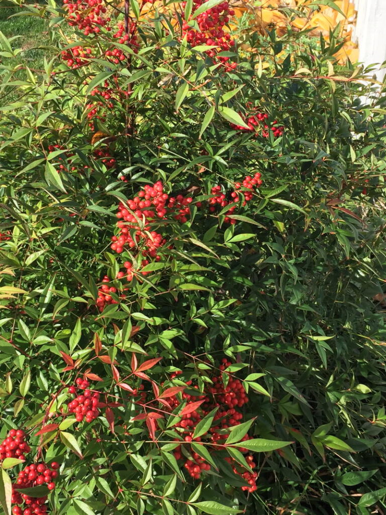 Invasive nandina