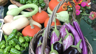 An August harvest from the Organic Vegetable Garden
