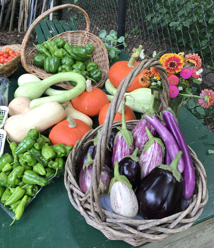 An August harvest from the Organic Vegetable Garden