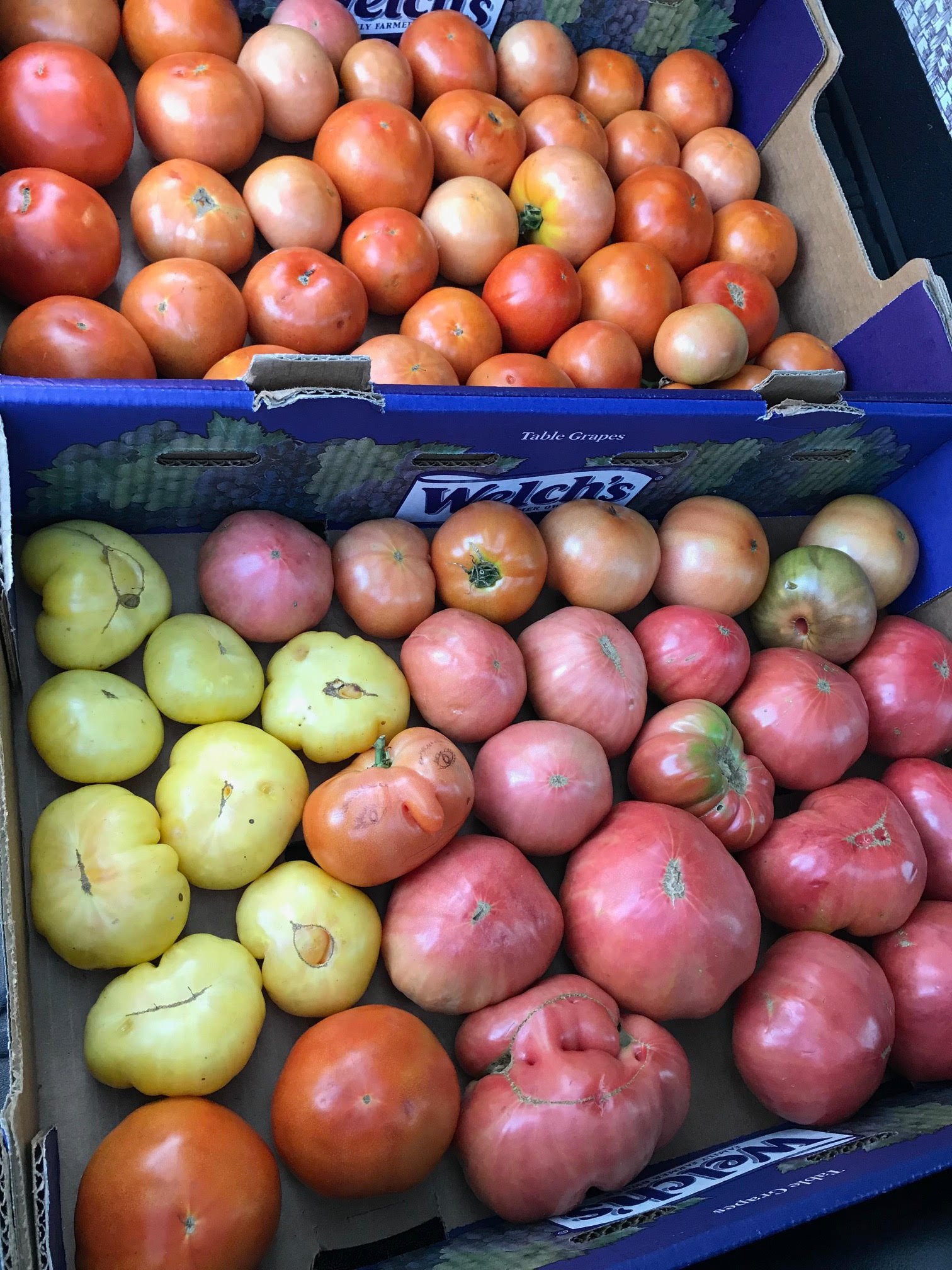 dozens of tomatoes in many colors