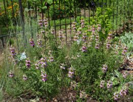A mass planting of the yellow and pink stacked, whorl-like flowers of Monarda punctata grow in front of a wrought iron fence with the slender blue-green culms of Little Bluestem to the left. Behind the fence are the yellow flowers of Rudbeckia well as the red and blue flowers of other plants.