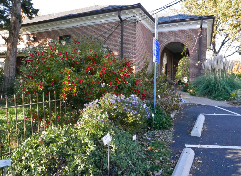 Baptisia australis, blooming aster, and Ilex verticillata in November in parking lot flower bed