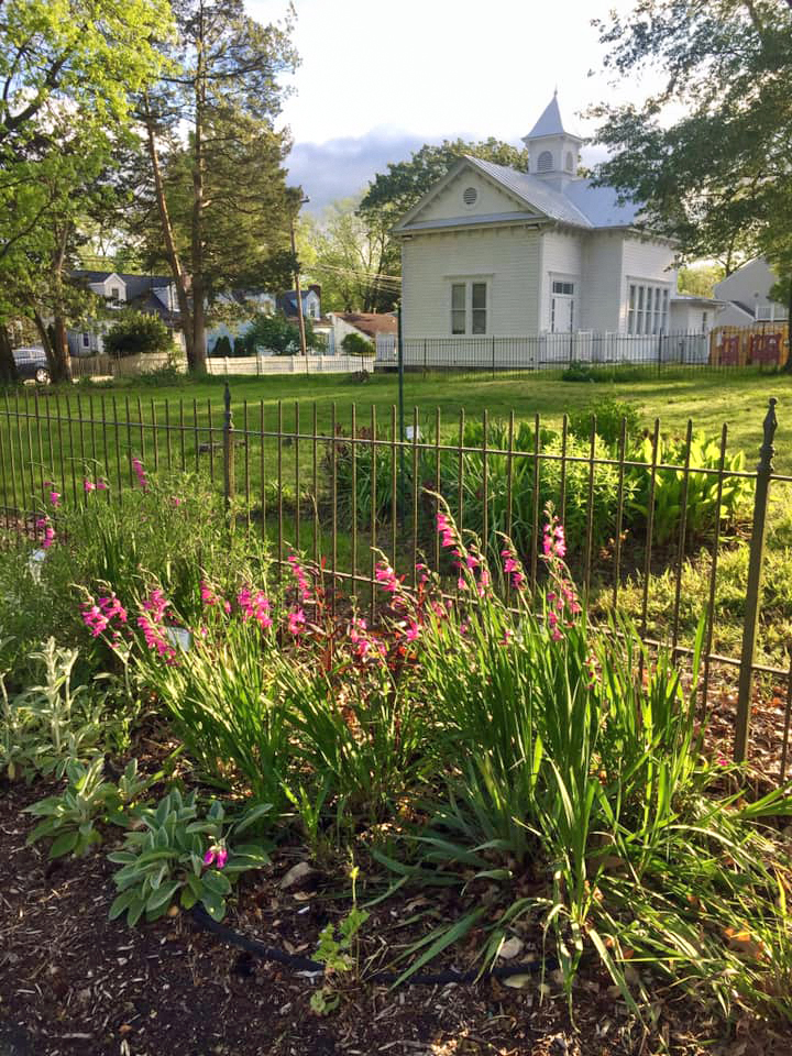 Gladiolus italicus in parking lot border