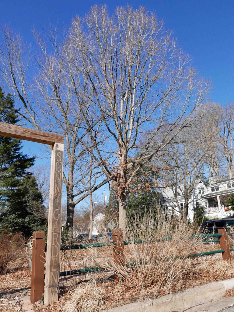 Quercus Alba (White Oak)at the Sunny Garden in January