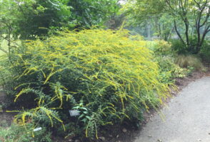 Solidago rugosa Fireworks at Meadowlark Botanical Gardens