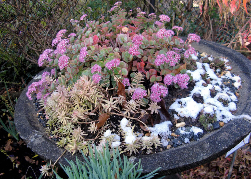 Flowering sedum in early snow fall in October