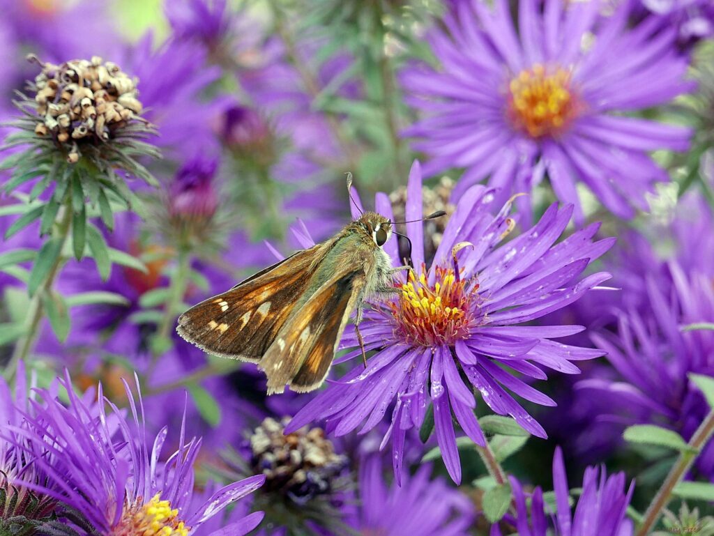 Sachem skipper on Symphyotrichum novae-angliae 'Purple Dome' in October.