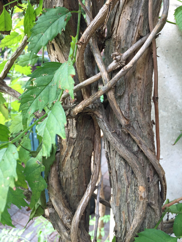 Twines and aerial roots of native Campsis radicans