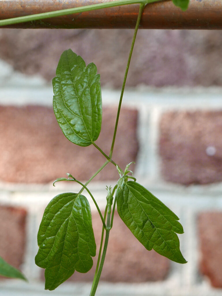 Twining petioles of native Clematis virginiana