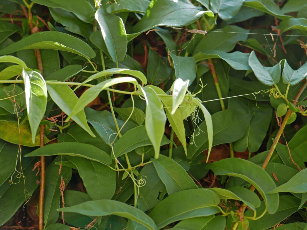 Twining tendrils of native Bignonia capreolata