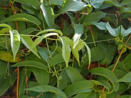 Twining tendrils of native Bignonia capreolata