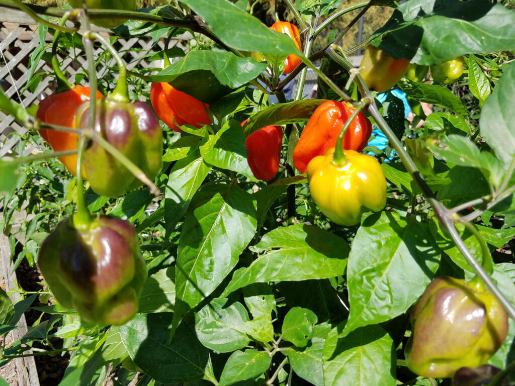 Yellow, red and orange Venezuelan tiger peppers