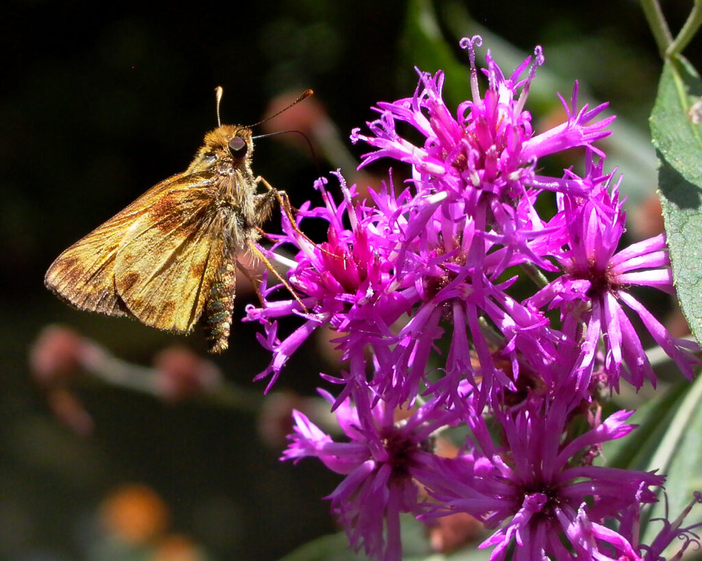 Zabulon grass skipper feeding on Vernonia noveboracens - New York Ironweed