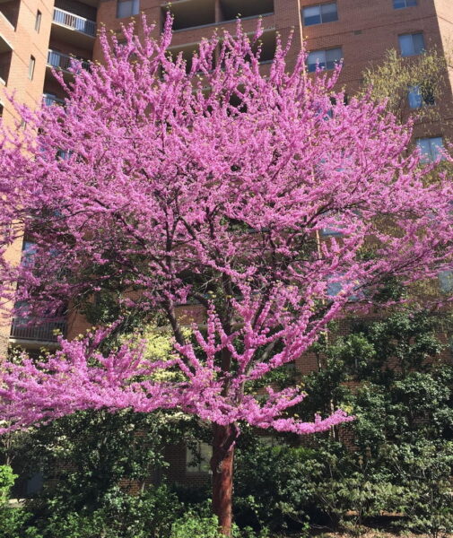 red bud tree